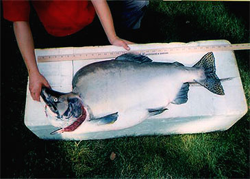 501_Pink Salmon_Oncorhynchus gorbuscha.jpg 501_Pink Salmon_Oncorhynchus gorbuscha.jpg